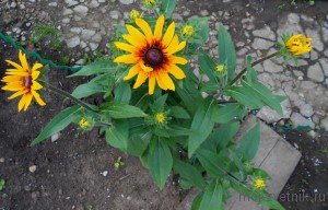 Рудбекия (rudbeckia), мій квітник!