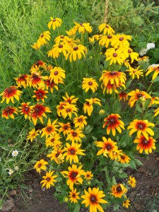 Rudbeckia (Rudbeckia), моята цветна градина!