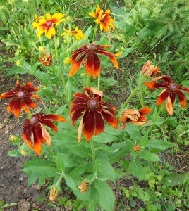 Рудбекия (rudbeckia), мій квітник!