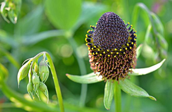 Soiuri Rudbeckia cu fotografii și nume, descrieri și caracteristici