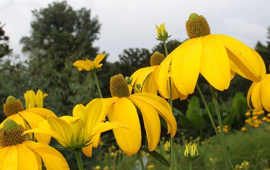 Soiuri Rudbeckia cu fotografii și nume, descrieri și caracteristici