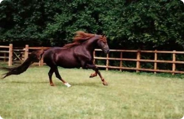 A legdrágább ló a világon