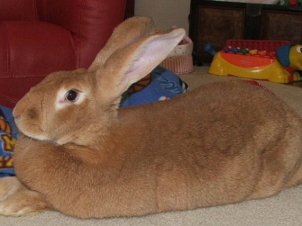 Найпродуктивніші кролики - велетні Фландрії і споріднені з ними породи