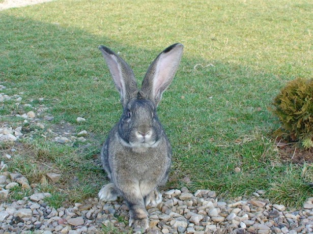 Найпродуктивніші кролики - велетні Фландрії і споріднені з ними породи