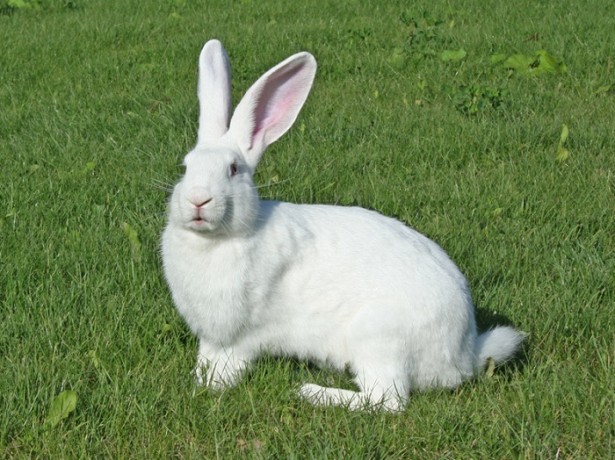 Cele mai productive iepuri sunt giganți ai Flandrei și rasele sale conexe