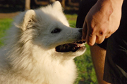 Samoyed, antrenament