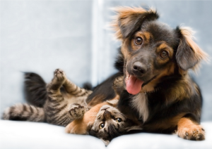 Цукровий діабет у собак і кішок - симптоми, постановка діагнозу, лікування