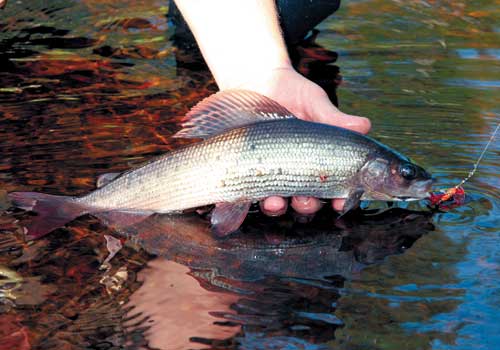 Secretele de prindere a grayling-ului - articole de pescuit - toate bărcile din Petersburg