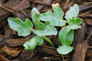 Semințe de soiuri de struguri de pepene verde, caracteristicile lor și specificitatea cultivării