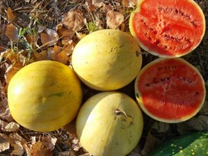 Semințe de soiuri de struguri de pepene verde, caracteristicile lor și specificitatea cultivării