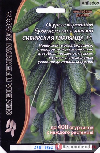 Насіння огірок сибірська гірлянда f1 букетного типу зав'язі - «чудовий і дуже плідний сорт