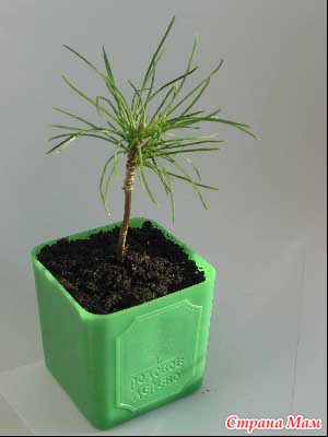 Semințe de bonsai de pin - recenzii ale achizițiilor de pe site-ul aliexpress