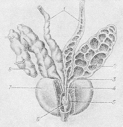 Semnele vezicule