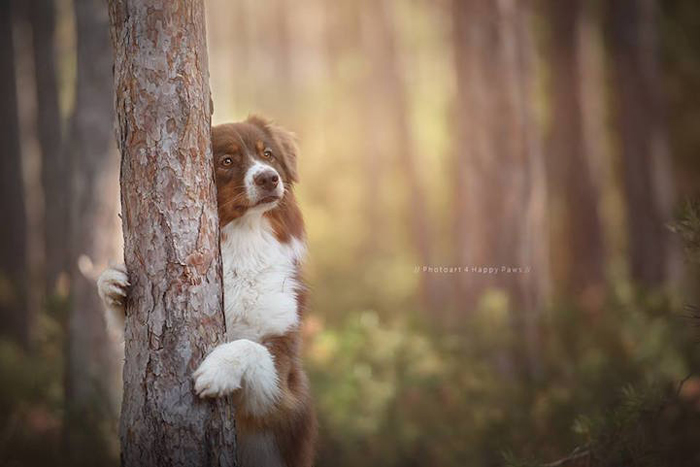 Családi album háziállat aranyos képek a kutyák között az osztrák természet