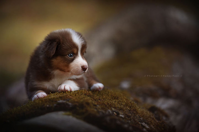 Un album de familie de animale de companie animale de companie captivante imagini de câini în natura austriacă