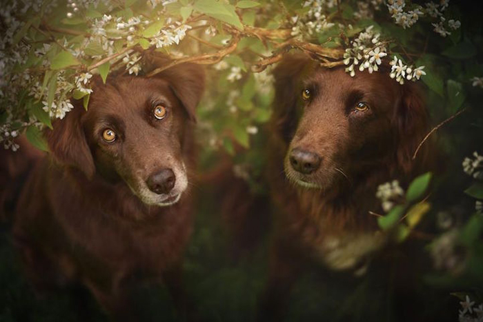 Un album de familie de animale de companie animale de companie captivante imagini de câini în natura austriacă