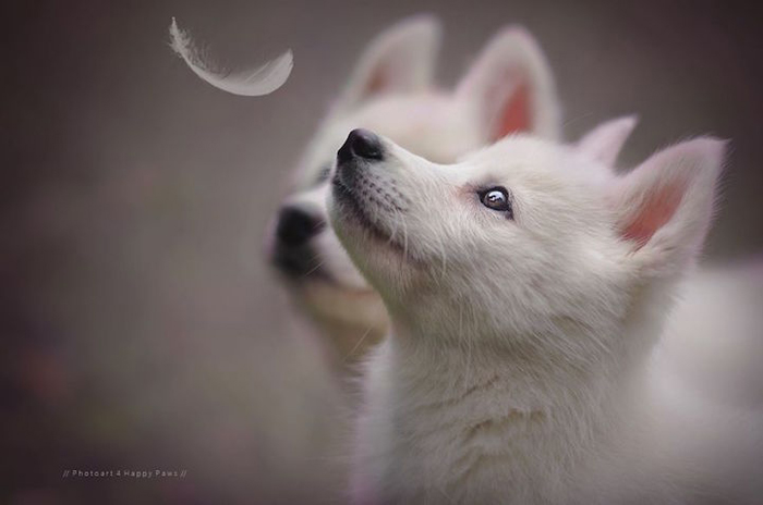 Un album de familie de animale de companie animale de companie captivante imagini de câini în natura austriacă