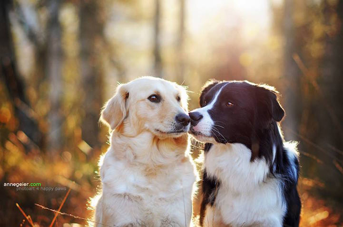 Családi album háziállat aranyos képek a kutyák között az osztrák természet