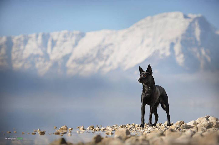 Un album de familie de animale de companie animale de companie captivante imagini de câini în natura austriacă