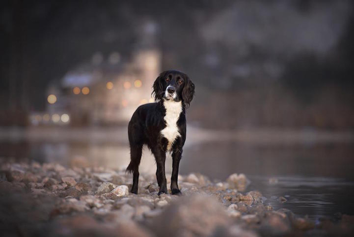 Un album de familie de animale de companie animale de companie captivante imagini de câini în natura austriacă