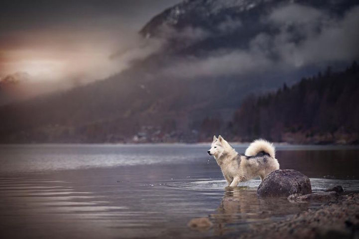 Un album de familie de animale de companie animale de companie captivante imagini de câini în natura austriacă