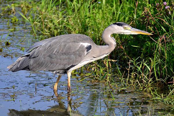 Сіра чапля (ardea cinerea) - птиці європейської частини Росії