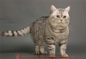 Tablou de argint cu tabby de pisici britanice, rasa standard