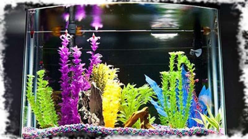 Shararam cum să obțineți un acvariu într-un arici