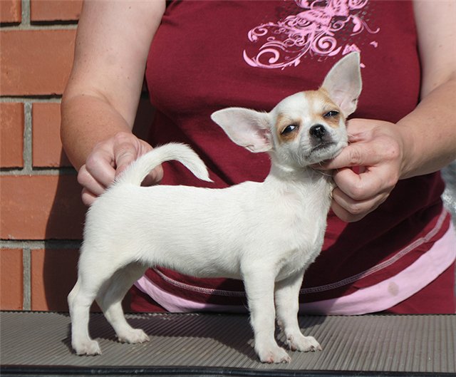 Chihuahua kiskutyák mutatják, fajta, a kedvtelésből tartott osztály film Chihuahua (fajta) Chihuahua kiskutyák mutatják, fajta, a kedvtelésből tartott osztály film Chihuahua