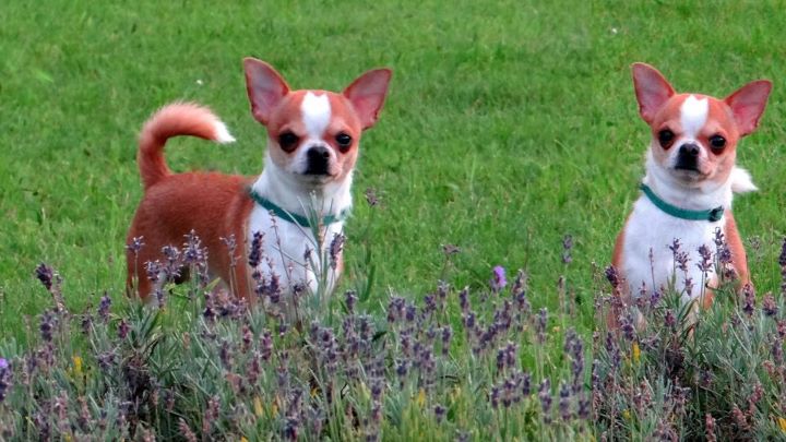 Chihuahua kiskutyák mutatják, fajta, a kedvtelésből tartott osztály film Chihuahua