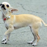 Chihuahua kiskutyák mutatják, fajta, a kedvtelésből tartott osztály film Chihuahua
