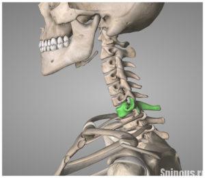 Elementele vertebrelor cervicale ale structurii regiunii cervicale și funcția acesteia