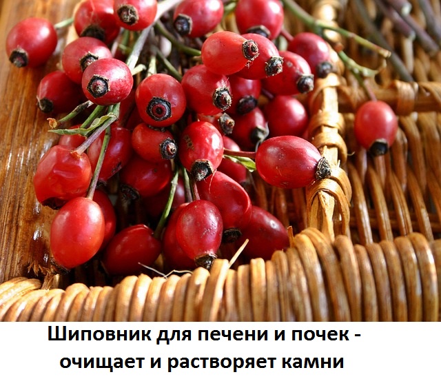 Шипшина при каменях в нирках рецепт відвару, як пити, розчинення і дроблення каменів, сайт про