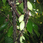 Шоколадне дерево, або какао (theobroma cacao)