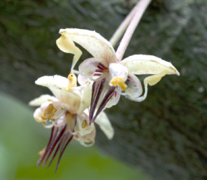 Arborele de ciocolată sau cacao (theobroma cacao)