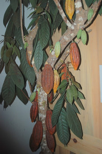 Arborele de ciocolată sau cacao (theobroma cacao)