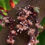 Шоколадне дерево, або какао (theobroma cacao)