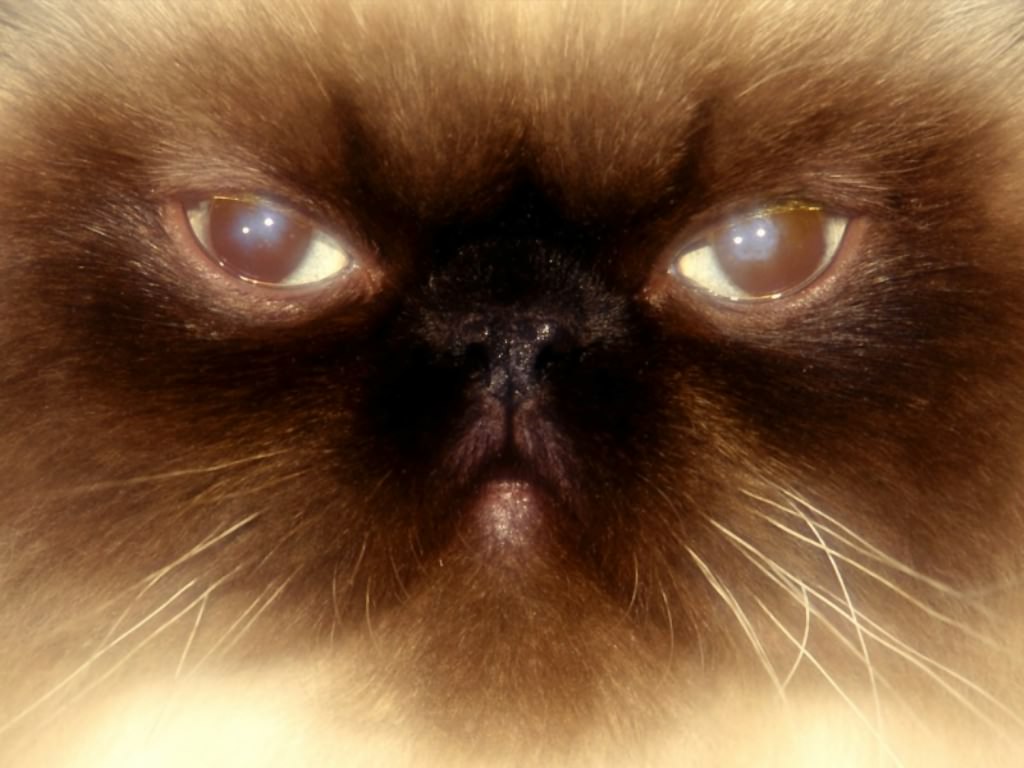 Imagini de pisică din Siameză