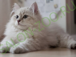 Сибірська кішка (стрижка, вичісування), стрижка сибірської кішки на дому недорого в Реутова
