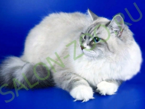 Pisica siberiana (tunsoare, pieptanare), tunsoarea pisicii siberiana acasa este ieftina in Reutov