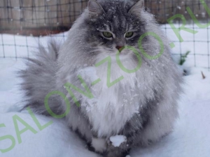Pisica siberiana (tunsoare, pieptanare), tunsoarea pisicii siberiana acasa este ieftina in Reutov