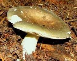 Russula ingatlan Russula Russula hogyan megkülönböztetni toadstools berendeyka - erdő Magus