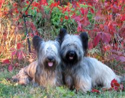 Skye Terrier