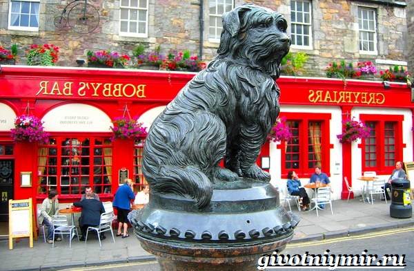 Câine Skye terrier