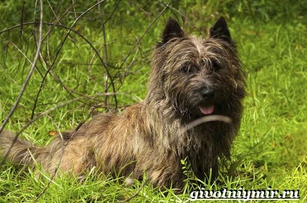 Câine Skye terrier