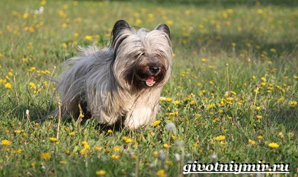 Câine Skye terrier