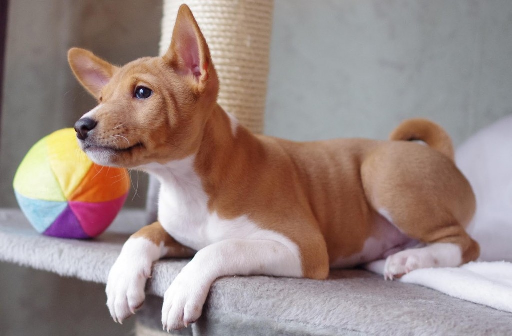 Cât de mult este Basenji, superminiki