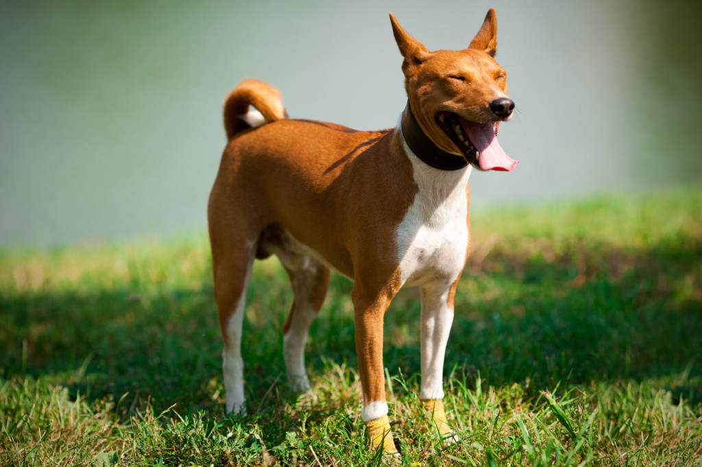 Cât de mult este Basenji, superminiki