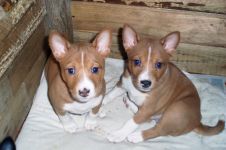 Mennyi az ára a kölyök basenji Basenji kölyök ára mennyi a Basenji kölyök