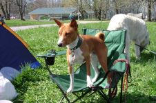 Mennyi az ára a kölyök basenji Basenji kölyök ára mennyi a Basenji kölyök